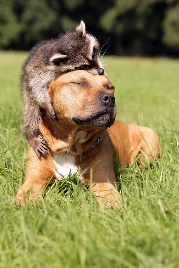 20 Hilarious and Heartwarming Raccoon Photos, dog 