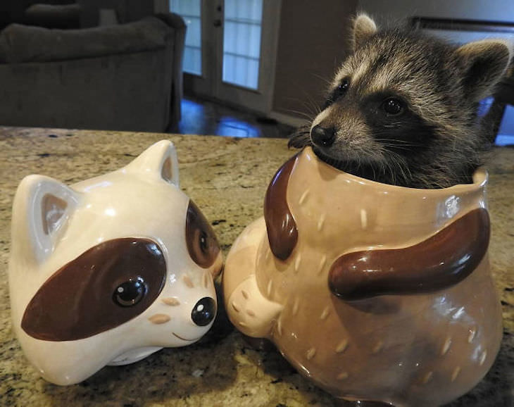 20 Hilarious and Heartwarming Raccoon Photos, cookie jar