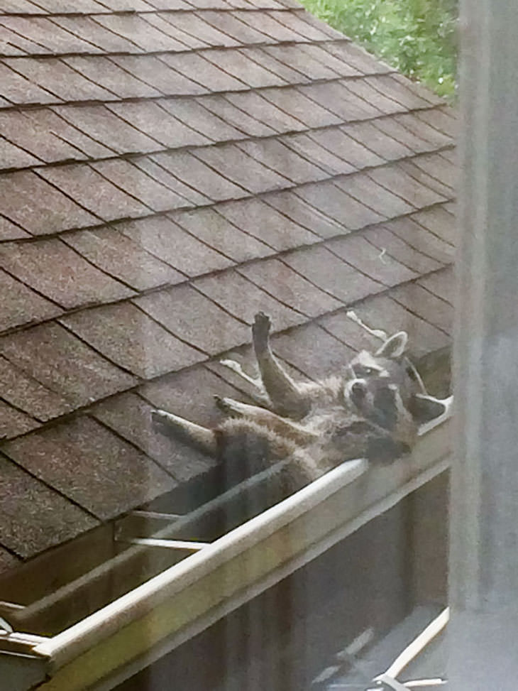 20 Hilarious and Heartwarming Raccoon Photos, on the roof