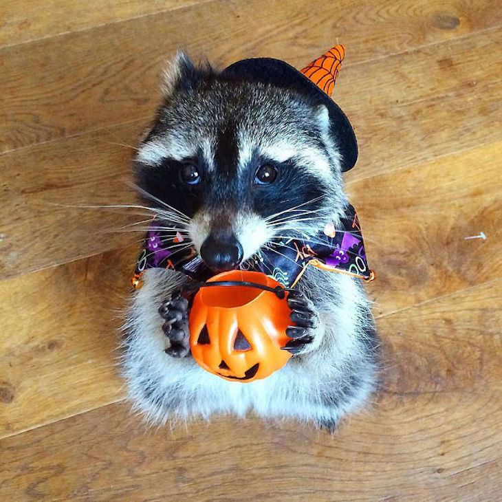 20 Hilarious and Heartwarming Raccoon Photos, Halloween outfit