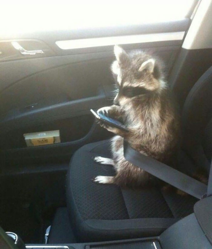 20 Hilarious and Heartwarming Raccoon Photos, in the car with cellphone