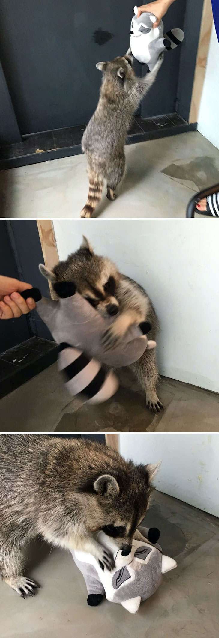 20 Hilarious and Heartwarming Raccoon Photos, raccoon toy