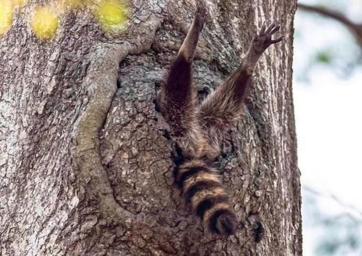 20 Hilarious and Heartwarming Raccoon Photos, stuck in a tree