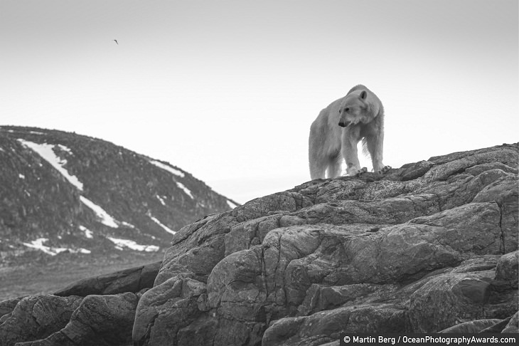 Ocean Photography Awards, polar bear