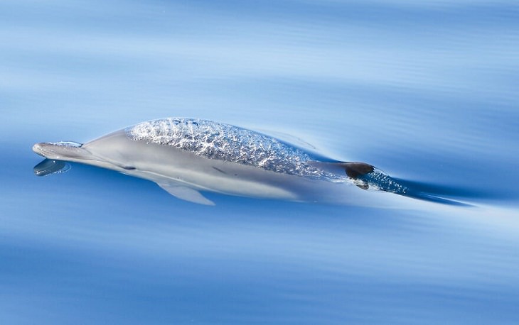 Ocean Photography Awards, common dolphin