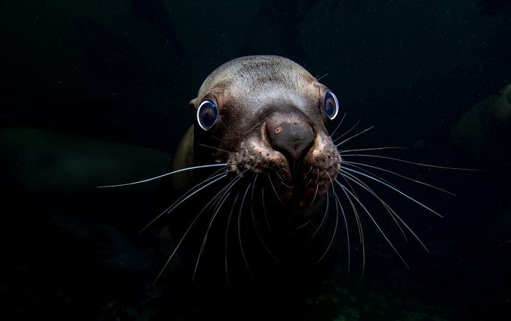 Ocean Photography Awards, sea lion