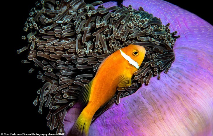 Ocean Photography Awards, fish