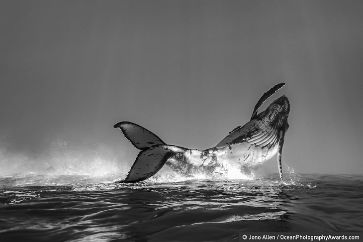 Ocean Photography Awards, whale