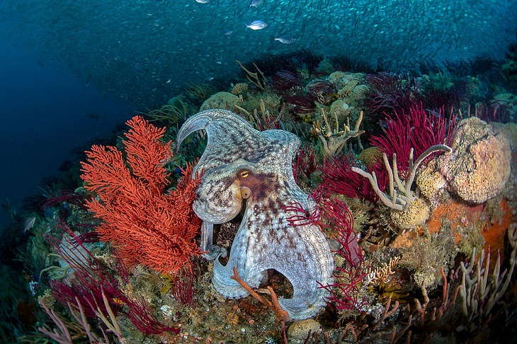 Ocean Photography Awards, sea creatures