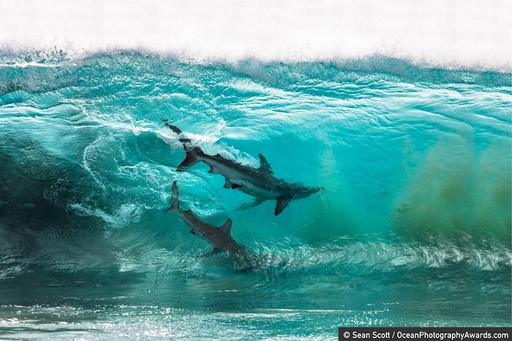Ocean Photography Awards, sharks, wave