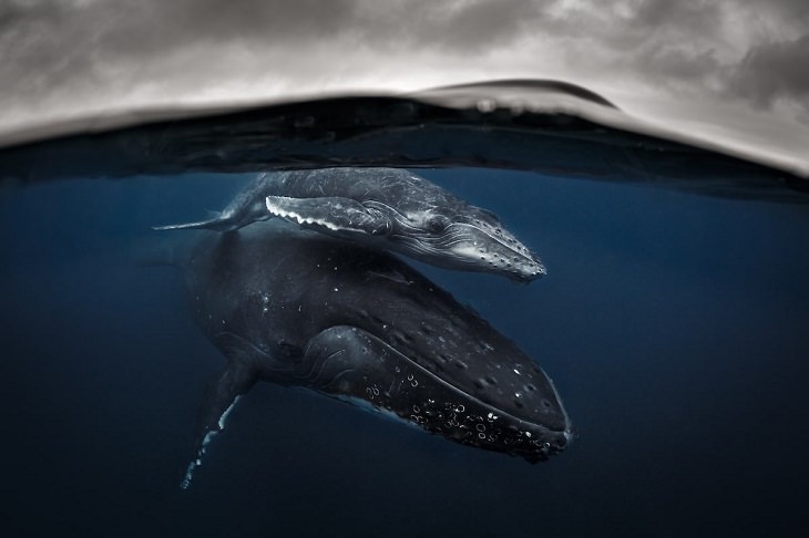 Ocean Photography Awards, whales, calf