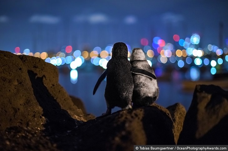 Ocean Photography Awards, penguins