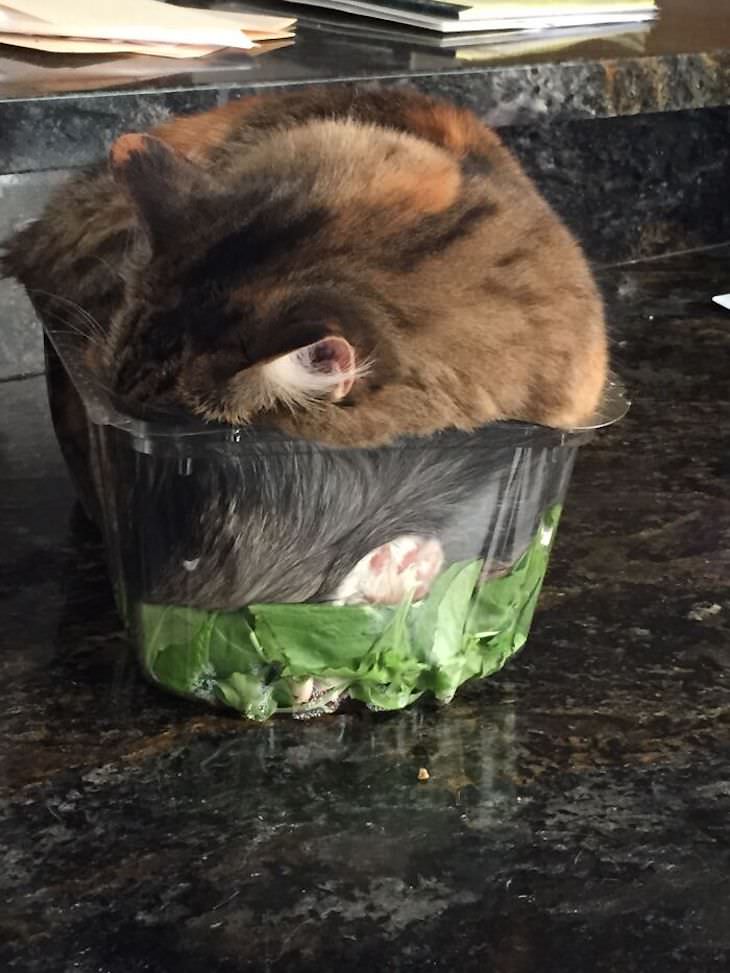 15 Times Cats Were Being Hilariously Mean, sleeping in the salad