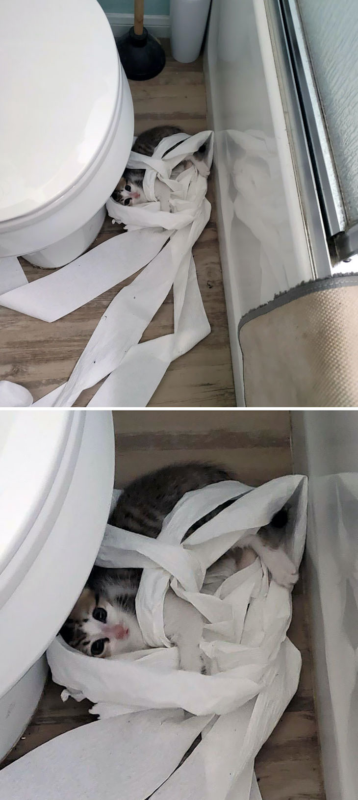 15 Times Cats Were Being Hilariously Mean, messing up the toilet paper