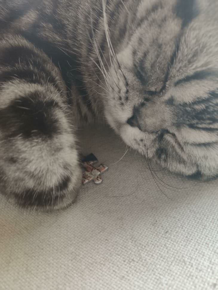 15 Times Cats Were Being Hilariously Mean, sleeping on a puzzle piece
