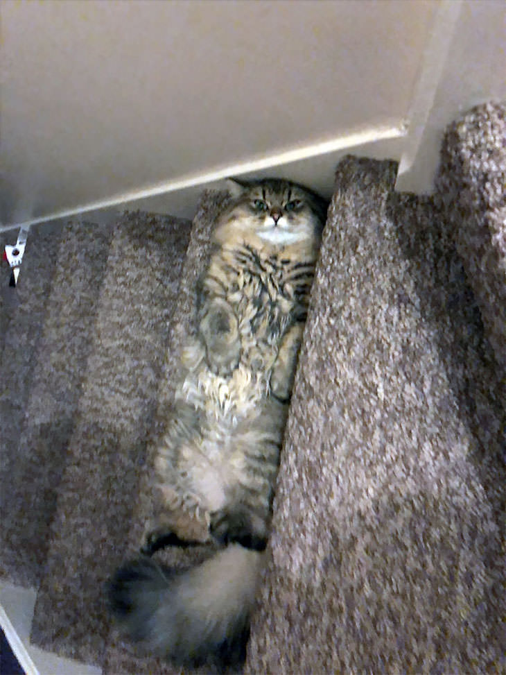 15 Times Cats Were Being Hilariously Mean, lying on the stairs