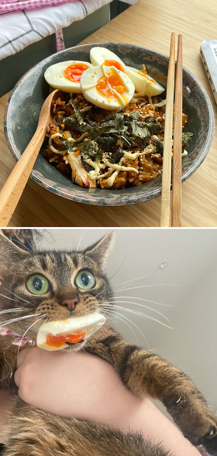 15 Times Cats Were Being Hilariously Mean, stealing food