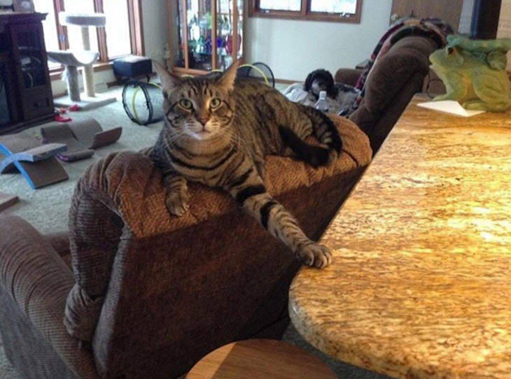 15 Times Cats Were Being Hilariously Mean, touching the counter