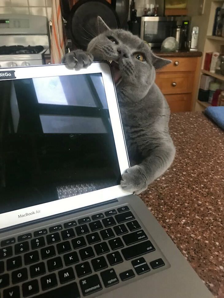 15 Times Cats Were Being Hilariously Mean, biting the laptop