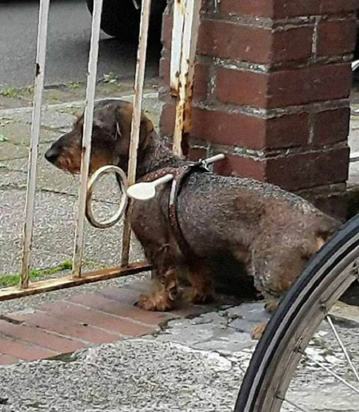DIY Tricks, dog