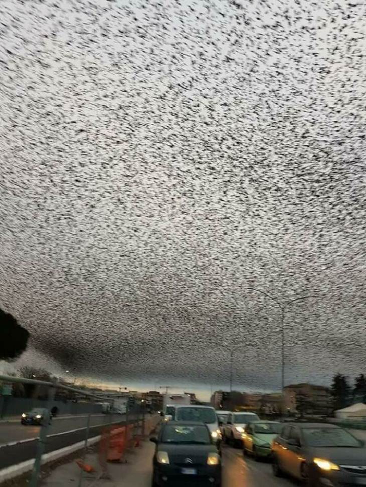 14 Bizarre Pics, Starling birds 