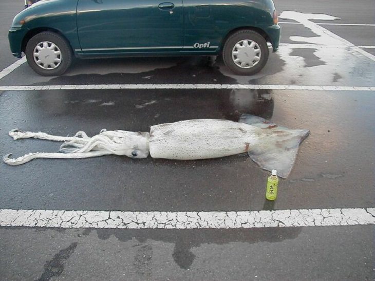 14 Bizarre Pics, squid