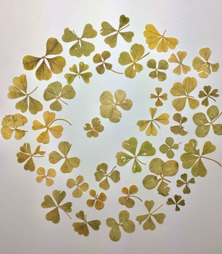 Cool and Random Collections People Keep, four leaf clovers