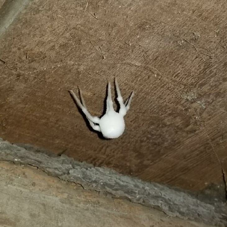 14 Bizarre Pics, spider covered in fungus 