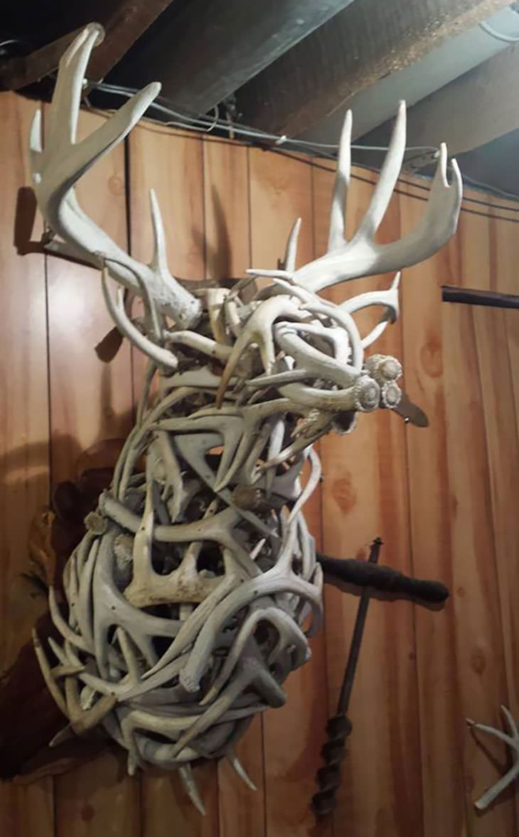 Cool and Random Collections People Keep, shedded antlers