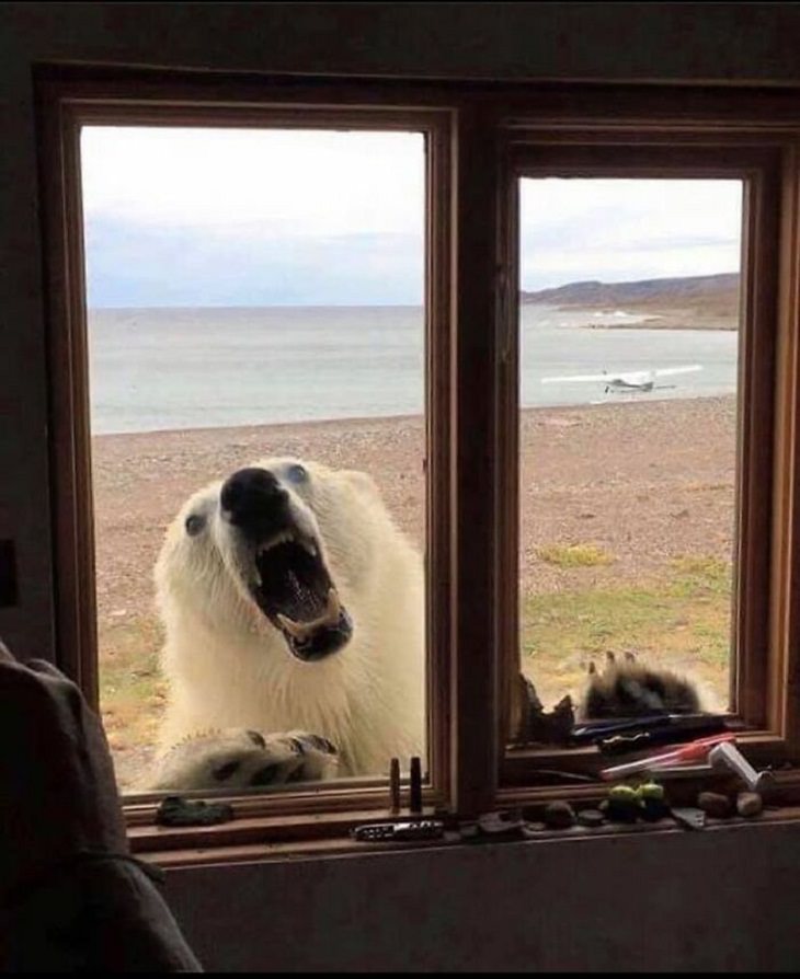 14 Bizarre Pics, polar bear