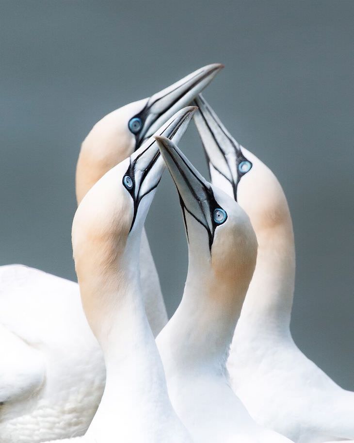 Agora's Best Photo of 2020 Finalists, Northern Gannets