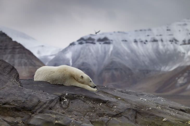 Agora's Best Photo of 2020 Finalists, Sleepy Polar Bear