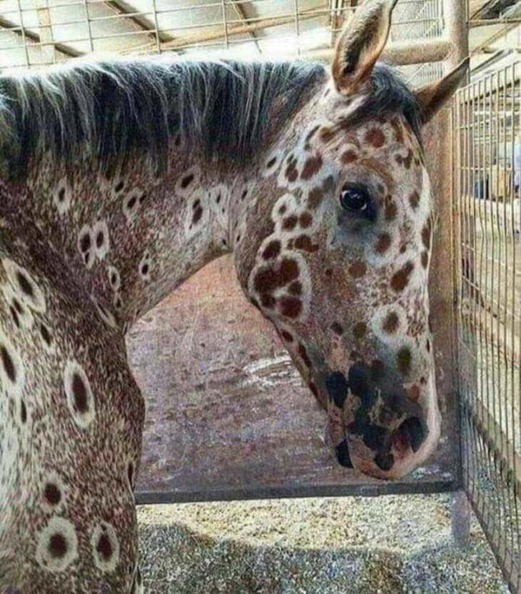 19 Images of Unusual Sights Around the World, The Sorrel Leopard Appaloosa