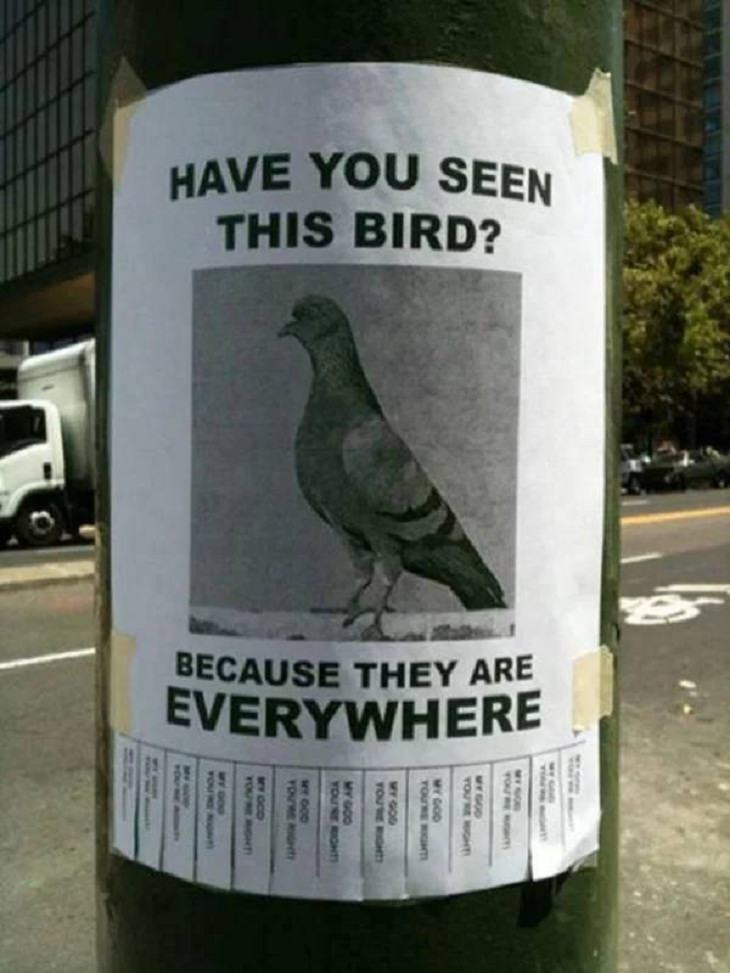 Funny Signs, pigeon 