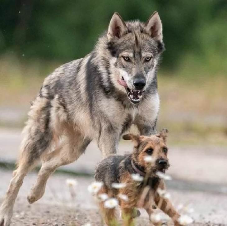 19 Images of Unusual Sights Around the World, Tamaskan dog breed