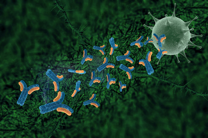 What’s Currently Known About COVID-19 Immunity, antibodies moving towards virus