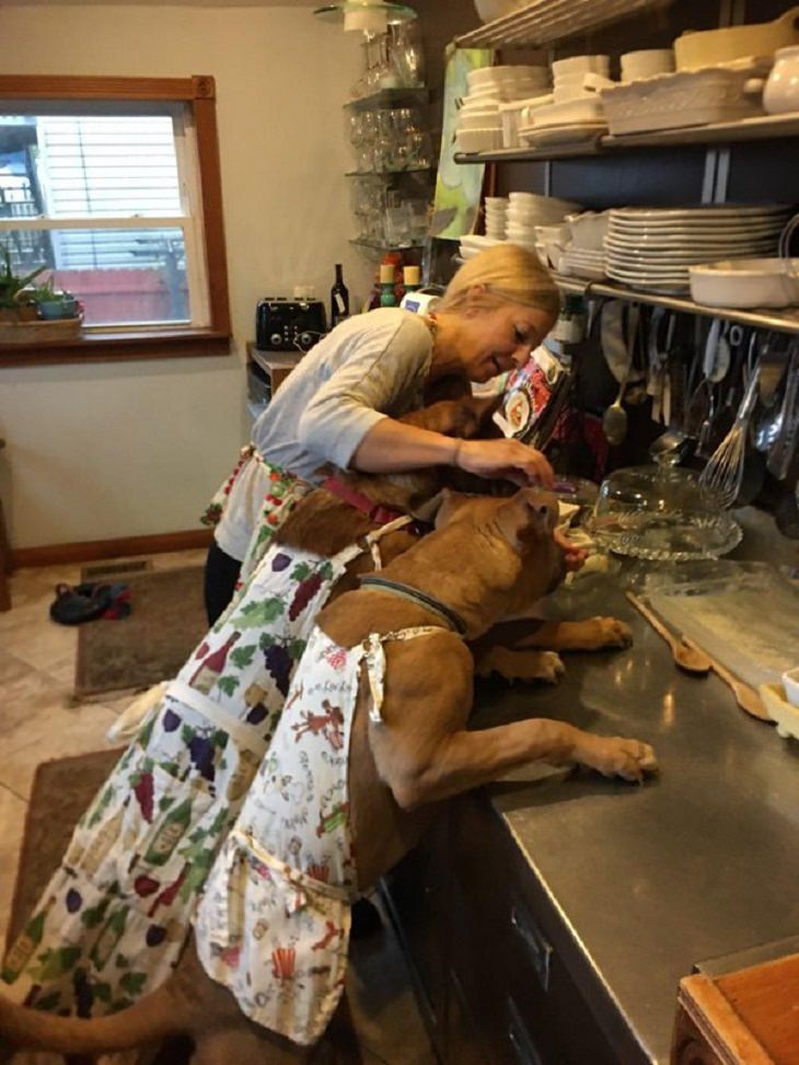 Dogs With Jobs, testers, baking