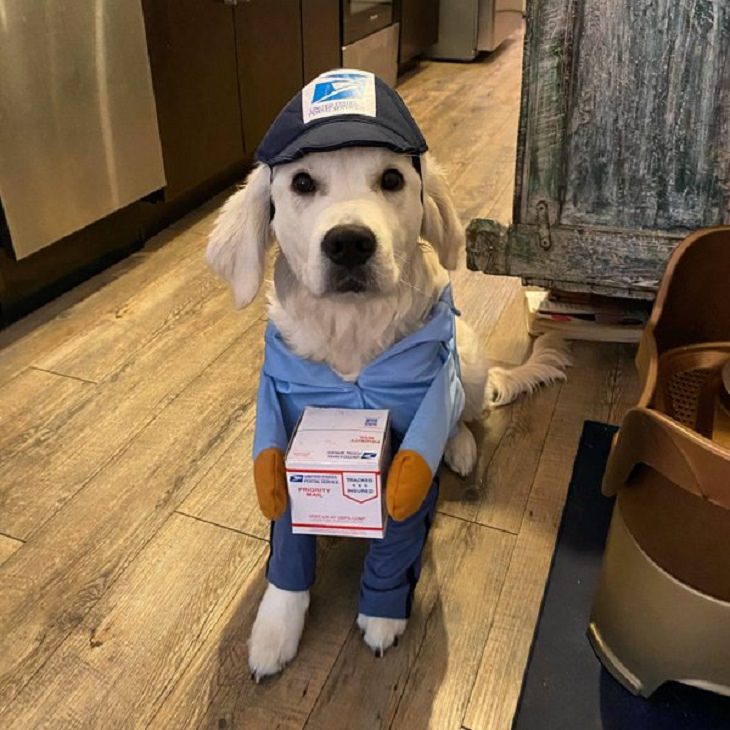Dogs With Jobs, delivery dog