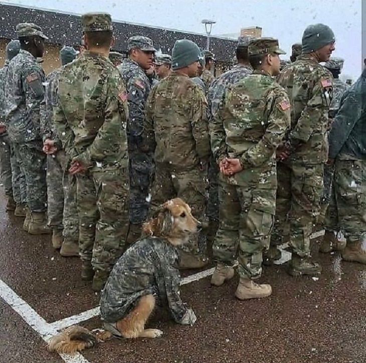 Dogs With Jobs, army