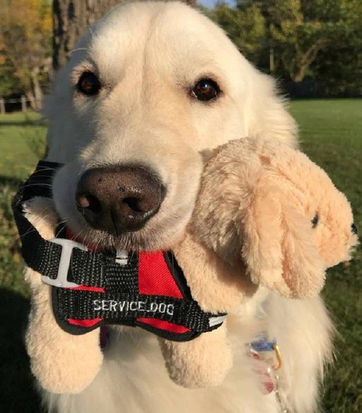 Dogs With Jobs, service dog