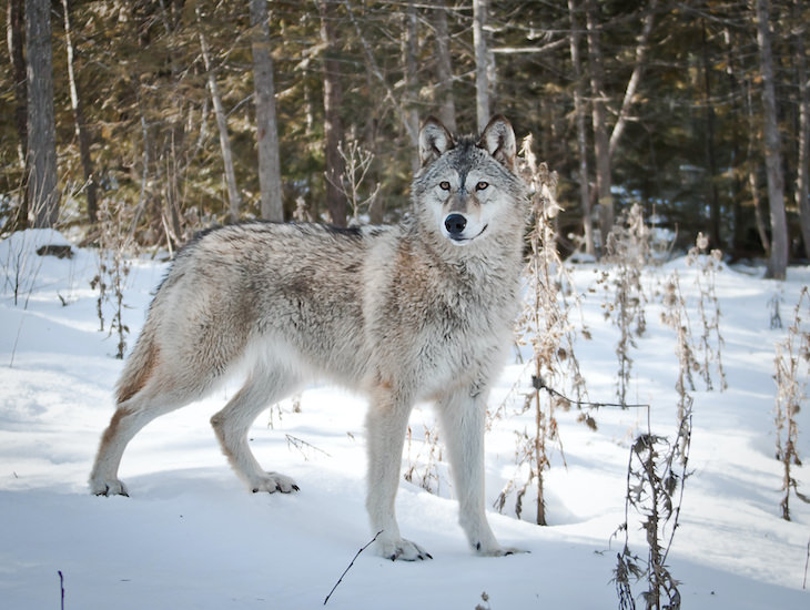 7 Fascinating Facts About Ancient Humans, wolf