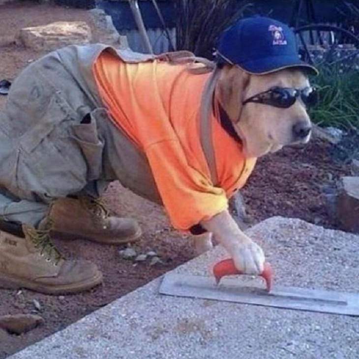 Dogs With Jobs, engineer 