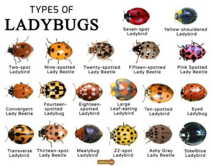 Useful Charts types of ladybugs