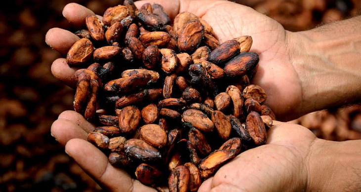 Dark Chocolate and Heart Health cocoa beans in palms