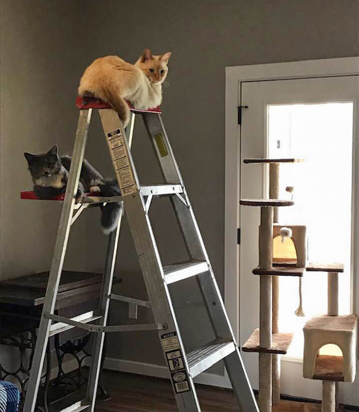 Cats Caught Sleeping Anywhere But Their Beds, ladder