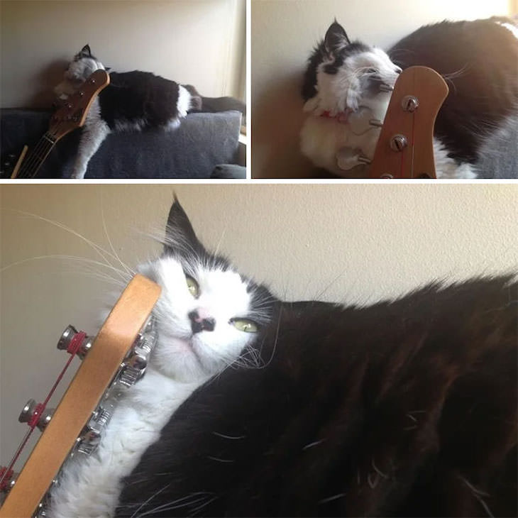 Cats Caught Sleeping Anywhere But Their Beds, guitar
