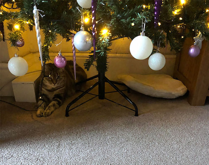 Cats Caught Sleeping Anywhere But Their Beds, christmas tree