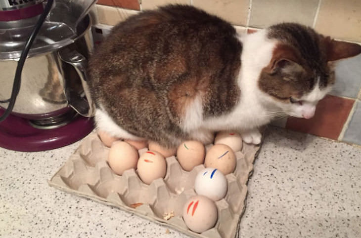 Cats Caught Sleeping Anywhere But Their Beds, eggs