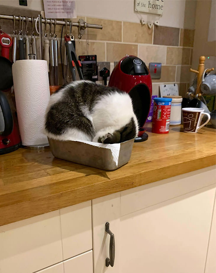 Cats Caught Sleeping Anywhere But Their Beds, kitchen counter