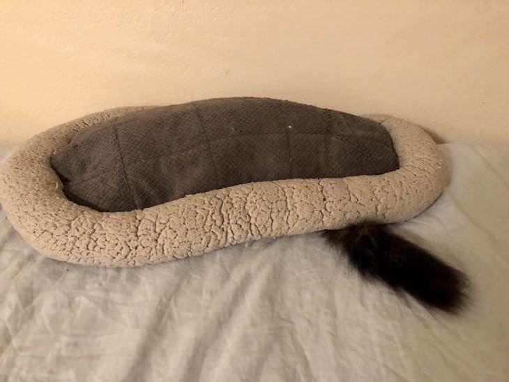 Cats Caught Sleeping Anywhere But Their Beds, under the bed
